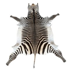 Zebraskind,