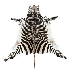 Zebraskind,
