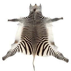 Zebraskind,