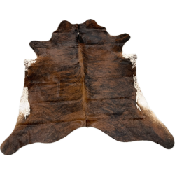 Koskind exotic med hvid bug