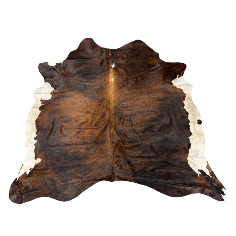 Koskind exotic med hvid bug