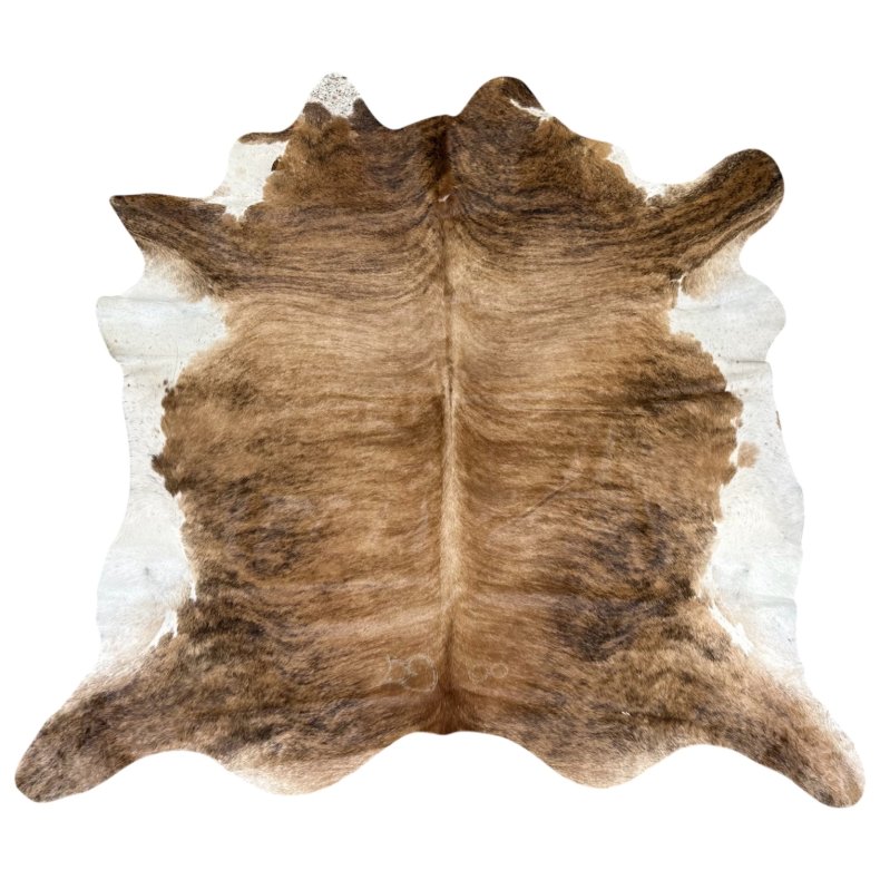 Koskind exotic 