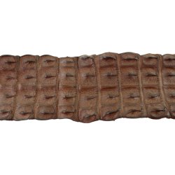 Krokodilleskind, ryg