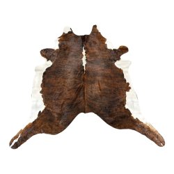 Koskind exotic med hvid bug