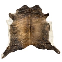 Koskind exotic med hvid bug