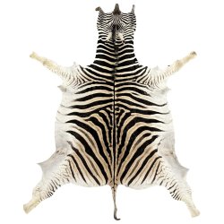 Zebra hide