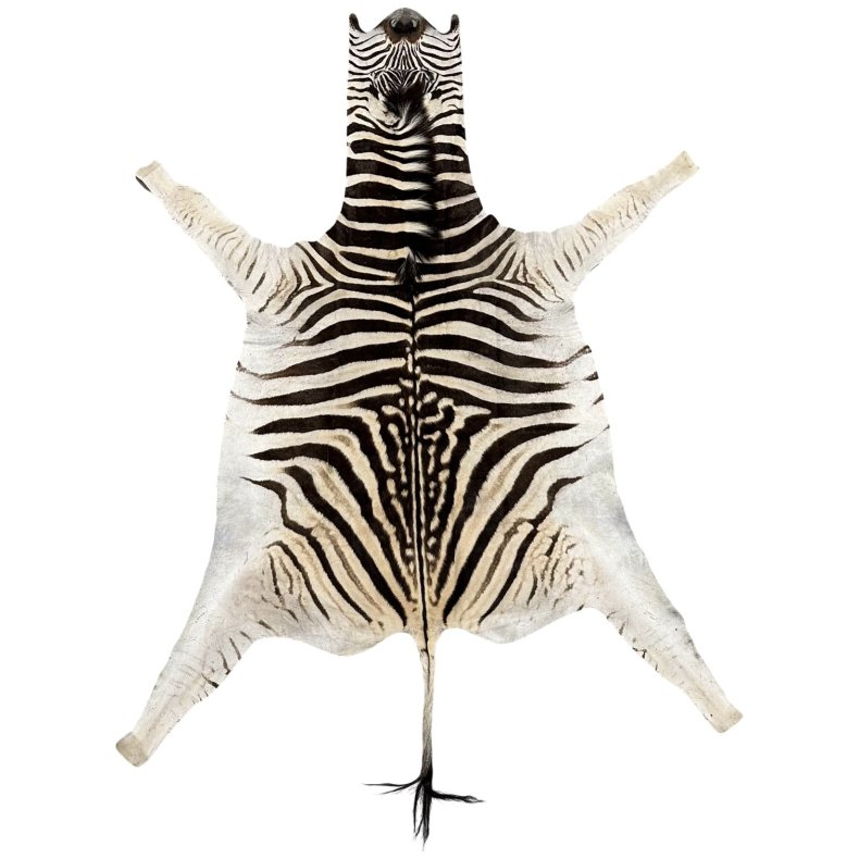 Zebra hide