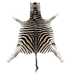 Zebra hide