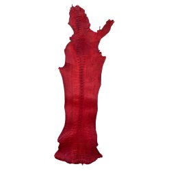 Skin of a Ostrich Leg