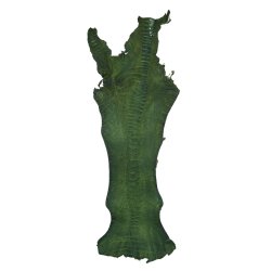 Skin of a Ostrich Leg