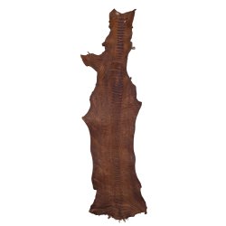 Skin of a Ostrich Leg