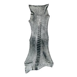 Skin of a Ostrich Leg