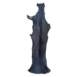 Skin of a Ostrich Leg