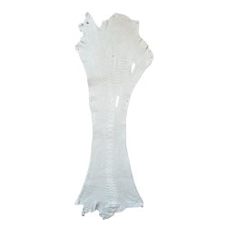 Skin of a Ostrich Leg