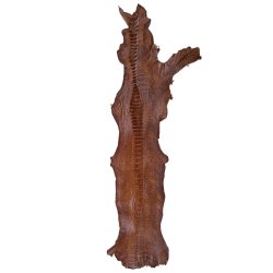 Skin of a Ostrich Leg