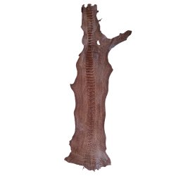 Skin of a Ostrich Leg