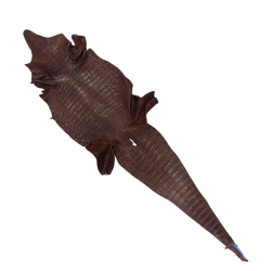 Krokodilleskind, bug, farvet